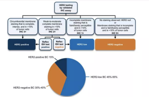 Mellalta Meets HER2-Low Expression in Breast Cancer: Evaluating the Evidence, Challenges, and Opportunities for Expanding Treatment Benefit to More Patients
